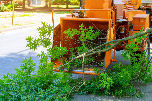 Tree Health Inspection in St George, SC